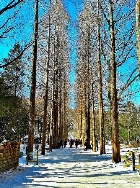 Winter Sonata | Nami Island Metasequoia Lane — Where Hallyu Tourism Began — photo 2