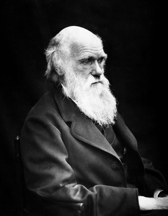 Biography | Charles Darwin — The First-Court Rooms Where He Kept the Beetle Cabinet — photo 2